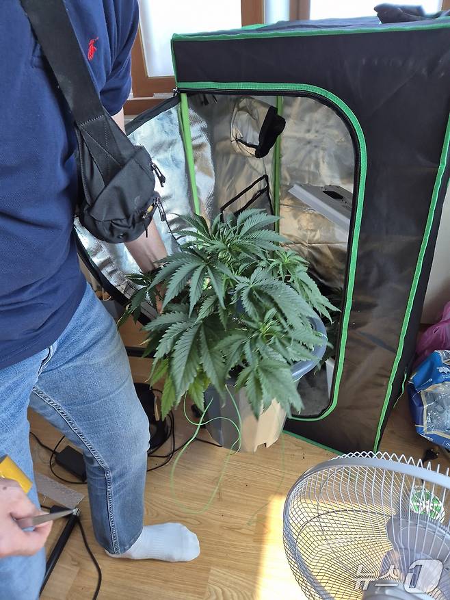 재배 중인 대마초 근접 사진.(인천공항세관. 재배포 및 DB금지)2026.1.8/뉴스1
