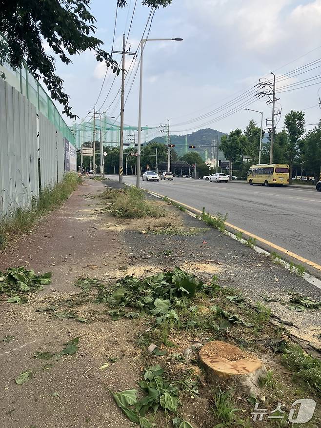 중앙근린공원 2지구 도로 공사 벌목. (광주환경운동연합 제공. 재판매 및 DB 금지)