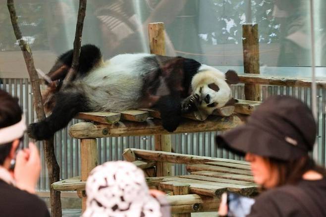 일본 동물원에 거주하고 있는 자이언트판다. 기사 이해를 돕기 위한 사진으로 내용과는 무관. AP연합뉴스.
