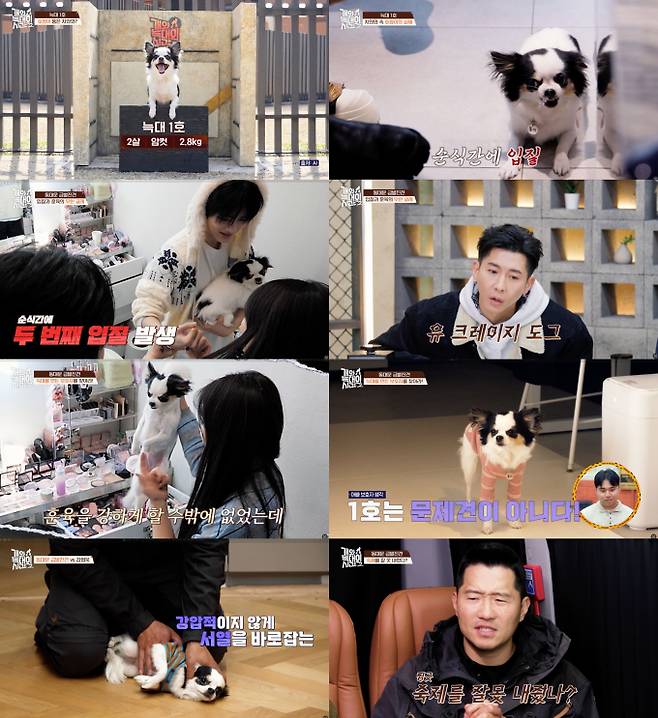 ‘개늑시2’ 동대문 급발진견 (사진=채널A)