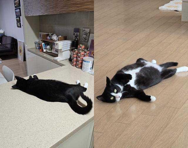 고양이 특 : 어디서나 잘 누워있음 보호자 제공