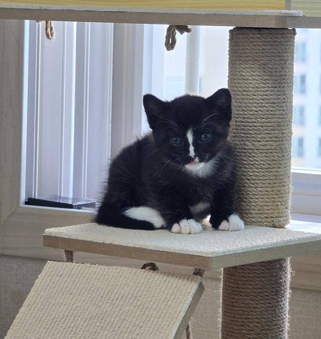 캣타워도 올라가는 당당 김마쵸 보호자 제공