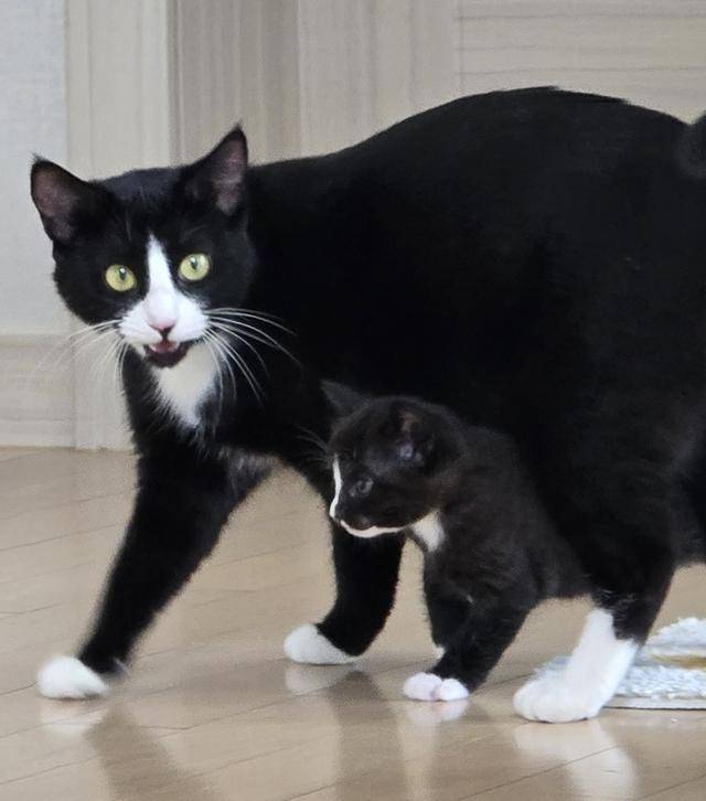 이 사진은 처음으로 마쵸가 거실로 뚱땅뚱땅 걸어나오는 장면이에요. 이 와중에도 마리가 잘 리드해주죠!? 보호자 제공