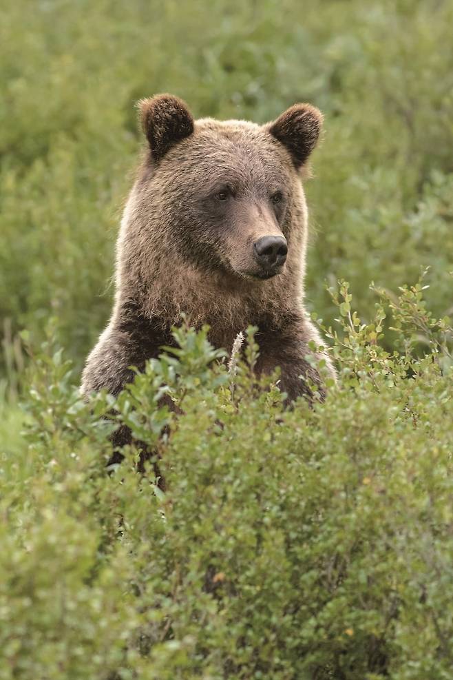 5월에서 10월은 캐나다 야생동물을 만나는 이상적인 시기다(사진=알버타관광청)