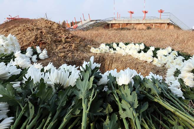 White chrysanthemums are placed at the crash site at Muan International Airport in South Jeolla on Dec. 29, 2025, to mark the first anniversary of the Jeju Air disaster. [YONHAP]