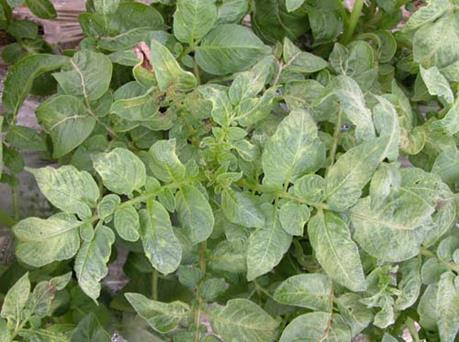 저온피해로 생육아 억제되고 탈색 증상을 보이는 작물. 농촌진흥청