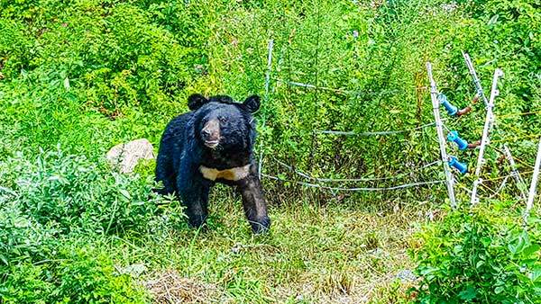 수도산을 휘젓고 다니던 반달가슴곰 오삼이.사진 국립공원 야생생물보전원