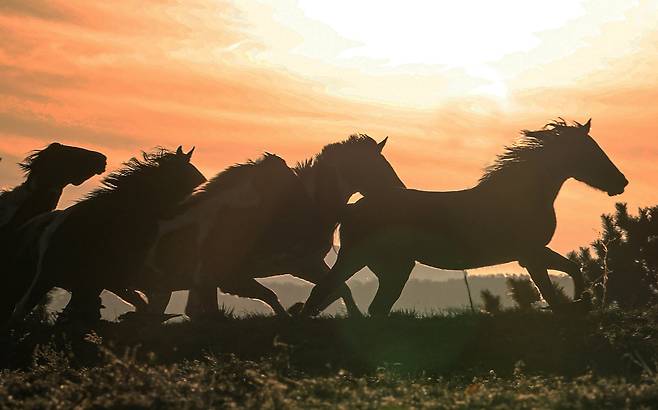 지난 2025년 12월 16일 제주시 오등동 난지축산연구센터에서 붉은 태양빛 아래로 말들이 땅을 박차며 달려나가고 있다. /장경식 기자