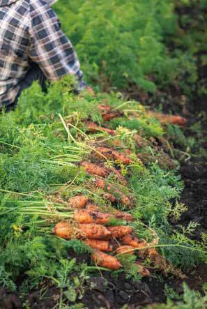 땅 위에 줄지어 놓여 있는 당근들. 아침 햇살을 받아 은은한 빛이 나는 모습이 싱그럽다.