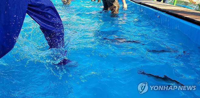꽁꽁축제 '인삼송어를 잡아라' [연합뉴스 자료사진]