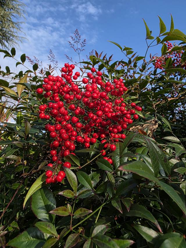 팥알 굵기의 빨간 남천 열매는 가을부터 이듬해 초봄까지 매달려 있다.