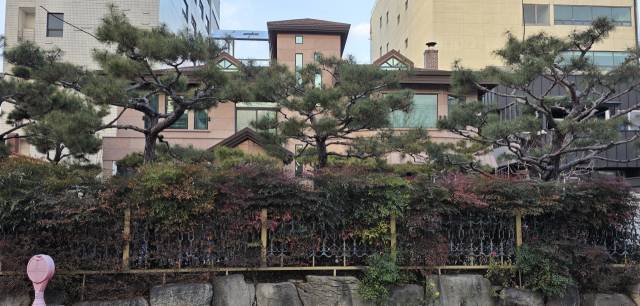 대구 수성구 한 주택 정원의 남천으로 형성된 산울타리는 사생활 보호에 제격이다. 남천은 늘 푸른 나무이지만 겨울에는 잎 속의 당분이 높아지면서 붉게 물든다.