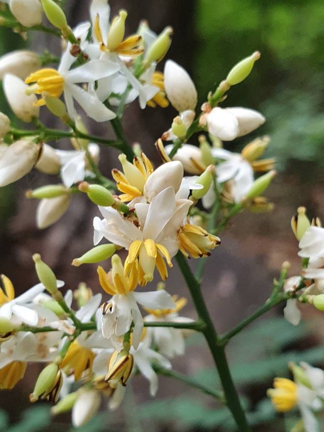 남천의 꽃은 6월 초여름더위가 시작되면 원추꽃차례로 핀다.