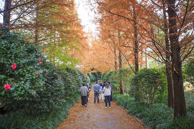 2만그루 동백이 겨울 숲을 붉게 물들이는 1004분재정원.