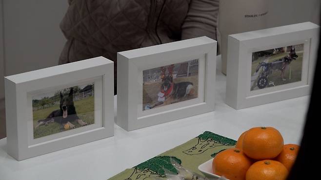 보호자 현주씨가 세상을 떠난 세빈, 대담, 캐리를 추억하며 만든 액자를 소개하고 있다. 전병준 기자