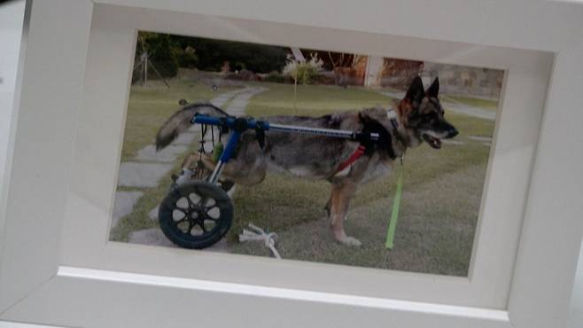 보호자 현주씨가 캐리의 사진을 인화해 액자에 넣어둔 모습. 전병준 기자