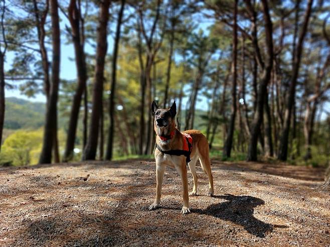 소방 구조견 출신 승리가 태안에서 구조견 옷을 입고 있다. 이현주씨 제공