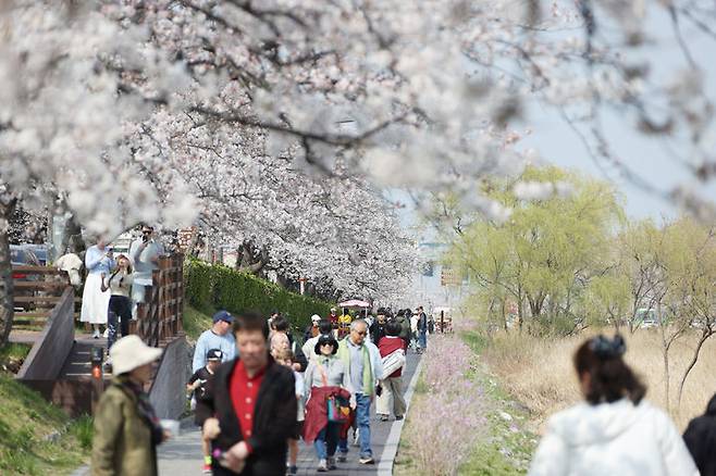 [세종=뉴시스] 벚꽃축제 모습.(사진=뉴시스 DB)photo@newsis.com **위 사진은 기사 내용과 무관합니다.  *재판매 및 DB 금지