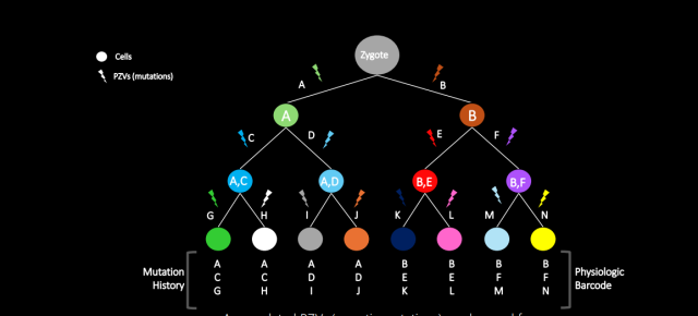 ▲그림 2. 몸의 세포들을 보고 조상세포의 유전적 특징을 역추적할 수 있다는 걸 보여주는 개념도. 수정란(zygote)이 모두 세 번 분열하면 각각 어떻게 유전적인 변이를 얻는가를 표시하고 있다. 첫 번째 분열을 하면 A, B라는 변이가 각각의 자손 세포에 생기고, 두 번째 분열에서는 C, D, E, F라는 변이가 생긴다는 식이다. 세 번째 분열에서는 G, H, I, J, K, L, M, N이라는 변이가 각각의 자손 세포에 생긴다. 이런 변이가 한 세포에 쌓인 걸 모으면 ACG, ACH, ADI(그림 왼쪽부터)라는 식으로 정리할 수 있다. 이들 변이를 비교해 공통으로 존재하는 변이를 탐색하면 조상세포는 어떤 유전적 변이를 갖고 있었을까 하는 걸 알 수 있다. 결국 A와 B세포로 각각 기원이 올라간다. 이런 식으로 몸이 갖고 있는 체세포 돌연변이 현상, 즉 체세포 모자이크 현상을 보면 몸의 발달 시점을 역추적할 수 있다. /이미지 출처:Choi SH+, Ku EJ, Choi YA, Oh JW#, “Grave-to-cradle: human embryonic lineage tracing from the postmortem body”. Experimental & Molecular Medicine. 2023 Jan.