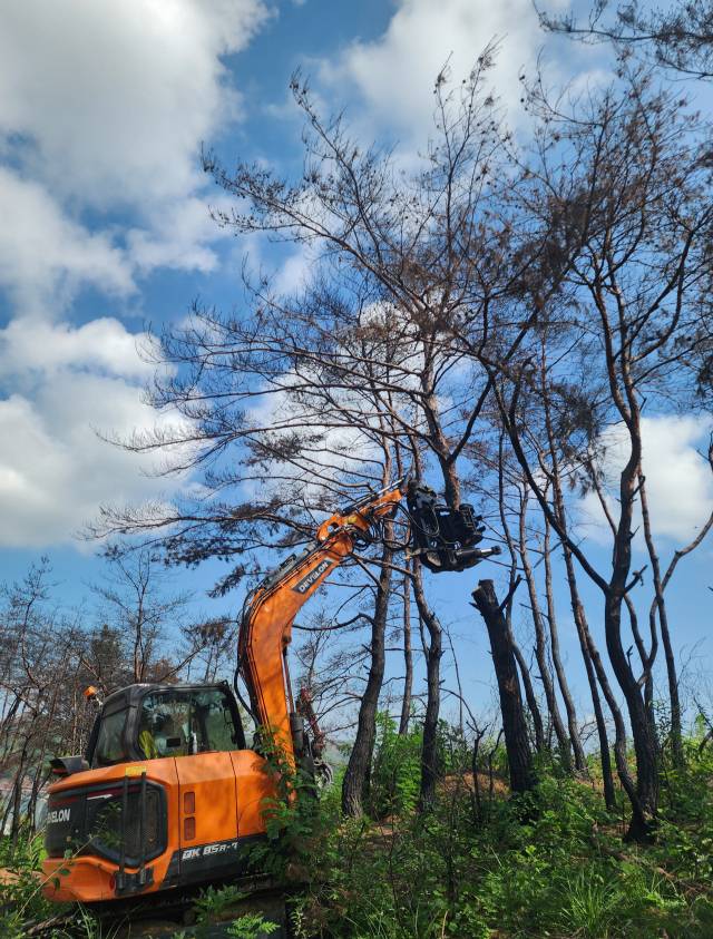 지난해 8월 25일 오전 안동시 임동면 수곡마을 인근 야산에서 산불 피해목에 대한 제거 작업을 진행하는 모습. 전종훈 기자
