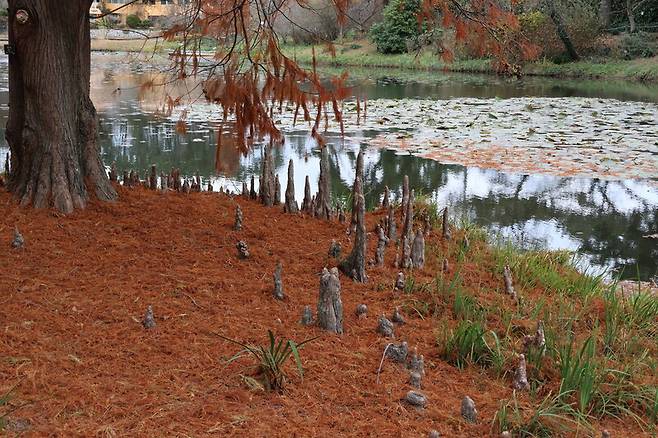 낙우송 ‘펜덴스’의 공기뿌리. 천리포수목원 제공