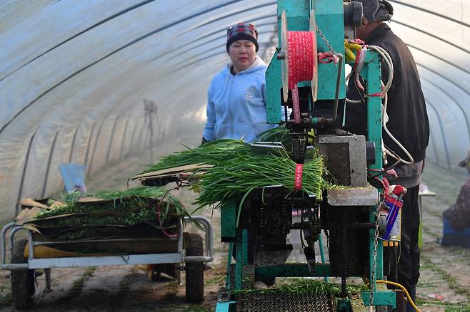 Foreign workers harvest chives in season at a farm in Yeonil-eup, Nam District, Pohang, North Gyeongsang, on Jan. 8. [NEWS1]