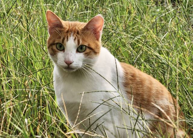 클립아트코리아