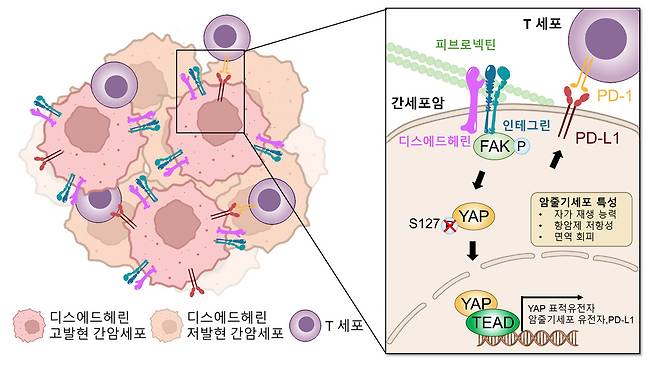 “치료해도 간암이 다시 자라는 이유, 단백질 하나에”…GIST, 간암 치료의 새 돌파구제시 | AI포스트(AIPOST)