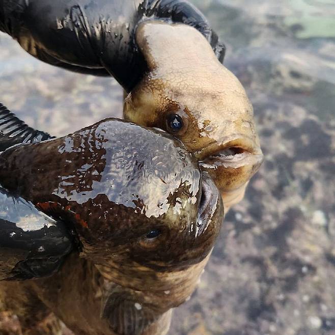 고성 겨울고기 도치. (사진= 김영복 연구가)
