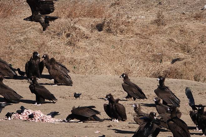 울산시 남구 무거동 태화강 삼호섬에서 독수리들이 ‘독수리식당’에서 제공한 먹이를 먹고 있다. [녹색에너지촉진시민포럼 제공]