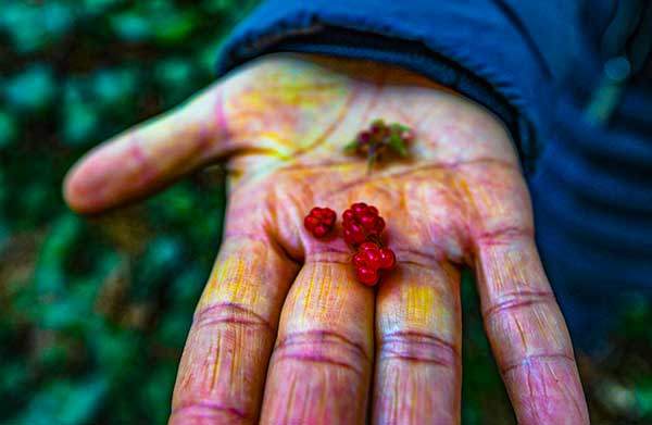 제주 사람들이 '저슬탈'이라고 부르는 겨울딸기. 달콤 새콤한 맛이 일품이다.