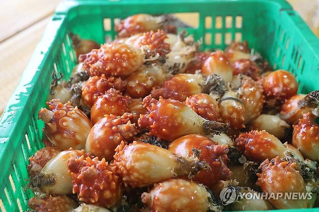 멍게 [연합뉴스 자료사진]