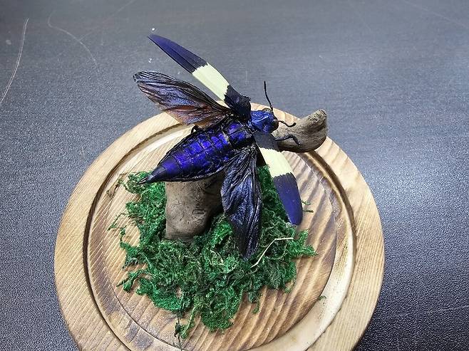 ▲ 카스텔라우디넓은흰띠비단벌레. /사진제공=인천나비공원