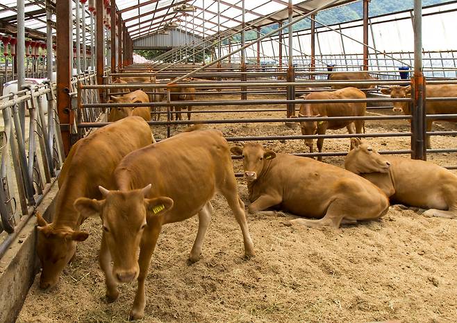 소.[게티이미지뱅크]