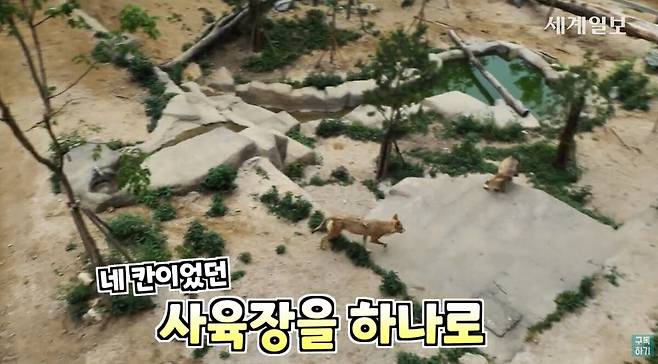 청주동물원의 넓은 사육장을 뛰어다니는 늑대들. 유튜브 세계일보 캡처