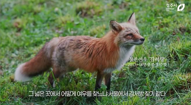 구조된 붉은 여우. 유튜브 청주시 캡처