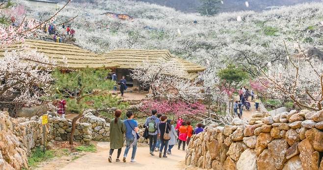 광양매화축제가 4년 연속 전라남도 대표축제로 선정됐다.