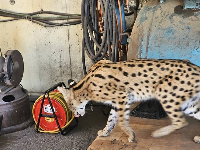 ▲ 14일 오전 8시께 경산시 진량읍 선화리 야산에서 목격된 야생 서벌이 인근 민가 창고까지 내려와 주민의 카메라에 담겼다. 주민 A씨 제공.