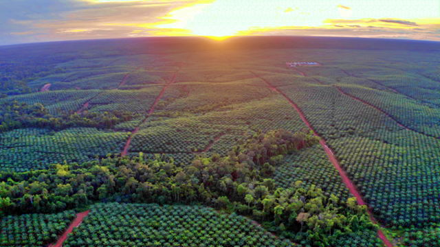 포스코인터내셔널이 인도네시아 파푸아섬 머라우케 지역에 차린 팜농장 PT.BIA의 모습. 3만4,000헥타르 규모의 광활한 농장이 펼쳐져 있다. 포스코인터내셔널 제공