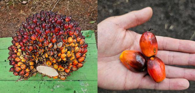 포스코인터내셔널 팜농장 PT.BIA에서 자라는 팜열매 다발(왼쪽사진)과 팜 열매. 한 나무에 8~10개 열매 다발이 달리고, 한 개당 무게는 15~30kg에 달한다. 포스코인터내셔널 제공