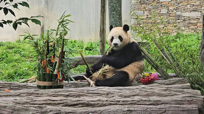 Giant panda Fu Bao, which returned to the Shenshuping base in China’s Sichuan Province, was put on public display on June 12, 2024. [LEE DO-SUNG]