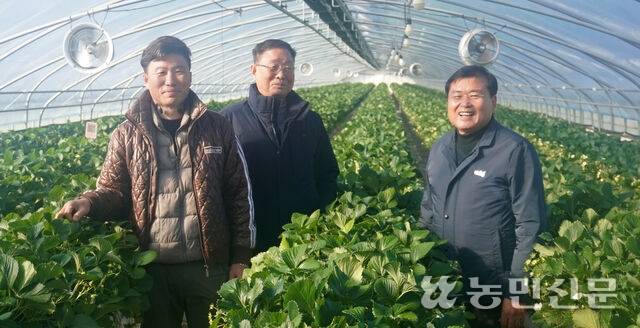 김범진 전남 담양농협 조합장(오른쪽부터)이 2024년 은퇴하면서 퇴직금을 받은 노재록씨, 아들 노병훈씨와 함께 수확을 앞둔 딸기를 살펴보고 있다.