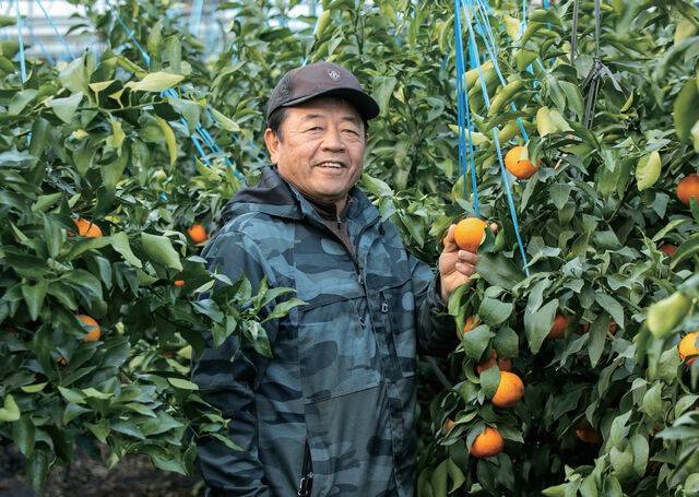 정인창 씨가 재배한 달코미는 당도가 18브릭스이상 나왔다.