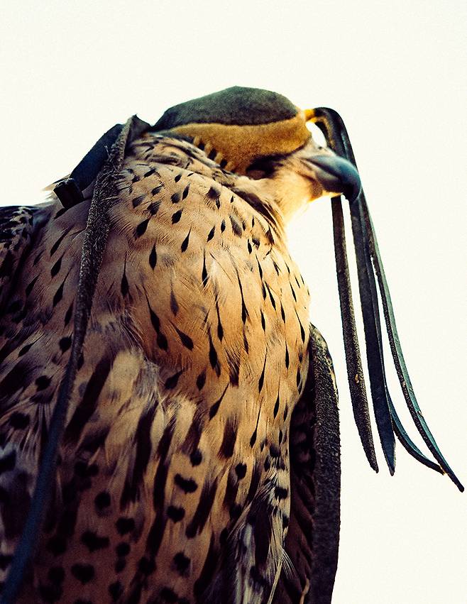 사막에는 다채로운 즐길 거리가 있다. 호텔에서 제공하는 여러 액티비티 중 특히 팔콘(매) & 살루키(개) 쇼, 낙타 라이딩은 아랍의 문화를 이해하기 좋은 프로그램