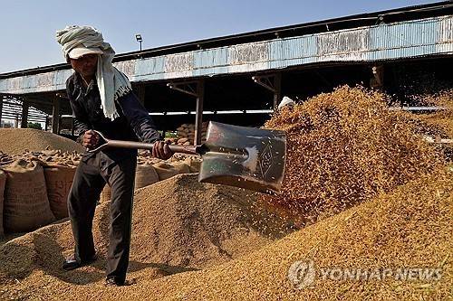 인도 쌀 [로이터 연합뉴스. 재판매 및 DB 금지]