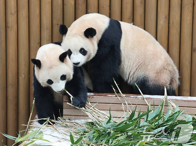 15일 경기 용인시 처인구 에버랜드 판다 세컨하우스에서 쌍둥이 판다가 하얗게 눈이 쌓인 야외 공간에서 먹이를 먹고 있다. 2026.1.15/뉴스1 ⓒ News1 김영운 기자