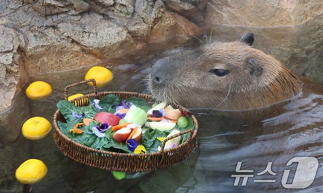 15일 경기 용인시 처인구 에버랜드에서 카피바라들이 김이 모락모락 피어오르는 온천에 몸을 담근 채 따뜻하게 온천욕을 즐기며 겨울을 나고 있다. 2026.1.15/뉴스1 ⓒ News1 김영운 기자