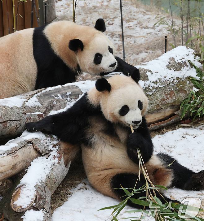 15일 경기 용인시 처인구 에버랜드 판다 세컨하우스에서 쌍둥이 판다가 하얗게 눈이 쌓인 야외 공간에서 먹이를 먹고 있다. 2026.1.15/뉴스1 ⓒ News1 김영운 기자