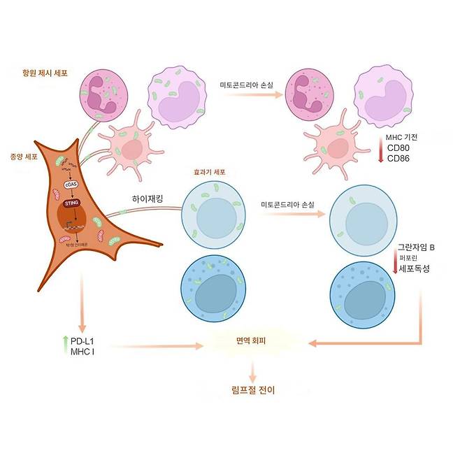 암세포가 여러 면역 세포에서 미토콘드리아를 탈취하면 PD-L1과 MHC1을 통한 면역 회피력은 높아지고(왼쪽 녹색 화살표), 반대로 면역 세포의 공격력은 떨어진다(오른쪽 붉은색)./Cell Metabolism