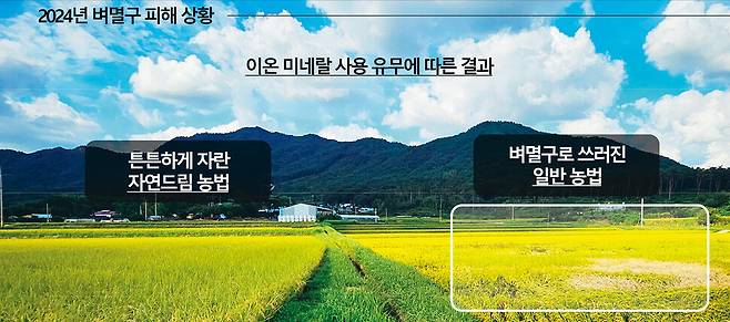 ‘이온미네랄’을 농사에 사용했을 때 식물에 필요한 양분이 늘어날 뿐만 아니라 면역력도 키우게 된다. 이에 따라 2024년 자연드림솔트로드에서 생산한 이온미네랄을 공급한 농지의 벼는 벼멸구 피해가 없었지만, 일반농법으로 농사지은 주변의 벼는 벼멸구 피해를 크게 입은 모습이 전국 곳곳에서 눈에 띄었다.